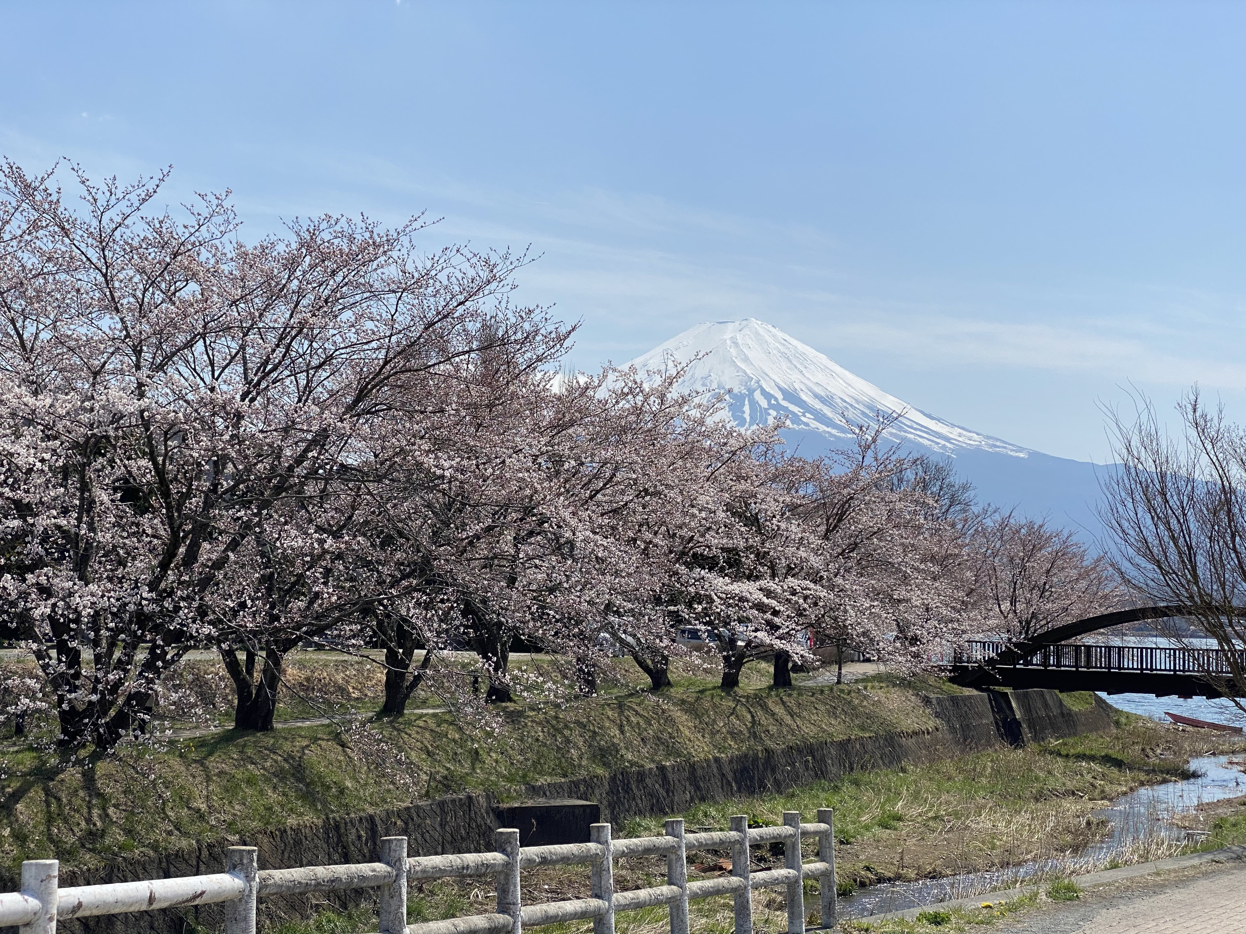 河口湖　貸別荘　コテージ　り楽S　桜と富士山