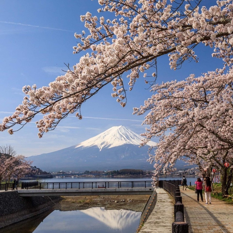 河口湖　貸別荘　コテージ　り楽S　リラックス　春の河口湖畔