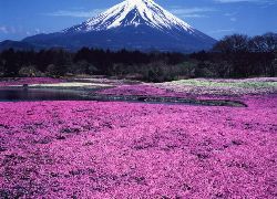 河口湖　貸別荘　コテージ　り楽S　リラックス　富士芝桜まつり