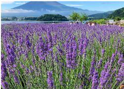 河口湖　貸別荘　コテージ　り楽S　リラックス　河口湖ハーブフェスティバル